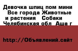 Девочка шпиц пом мини - Все города Животные и растения » Собаки   . Челябинская обл.,Аша г.